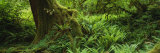 Ferns and Vines, Hoh Rainforest, Olympic National Forest, Washington State, USA Photographie par Panoramic Images 