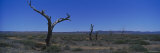 Bare Trees in an Arid Landscape, Southern Region, Australia Lámina fotográfica por Panoramic Images