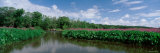 Dense Foliage in a Marsh, Marsh Fishermen, Michigan, USA Photographic Print by Panoramic Images 
