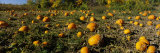 Field of Ripe Pumpkins, Kent County, Michigan, USA Photographic Print by Panoramic Images 