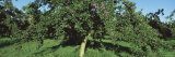 Orchard of Plum Trees Photographic Print by Panoramic Images 