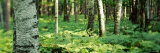 Trees and Forest Floor Lámina fotográfica por Panoramic Images Trees and Forest Floor Lámina fotográfica por Panoramic Images
