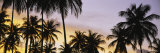 Silhouette of Palm Trees at Sunset, Pigeon Point Beach, Tobago Lámina fotográfica por Panoramic Images Silhouette of Palm Trees at Sunset, Pigeon Point Beach, Tobago Lámina fotográfica por Panoramic Images
