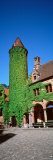 Building Covered with Ivy, Brugge, Belgium Photographic Print by Panoramic Images 