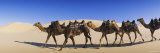 Camels Walking in the Desert Photographic Print by Panoramic Images 