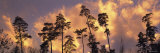 Top of Pine Trees, Cantone Zurich, Switzerland Photographic Print by Panoramic Images 