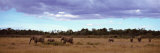 Elephants in Masai Mara National Reserve, Kenya Reprodukcja zdjęcia autor Panoramic Images Elephants in Masai Mara National Reserve, Kenya Reprodukcja zdjęcia autor Panoramic Images