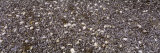 Heap of Clams and Mussels, British Columbia, Canada Photographic Print by Panoramic Images 