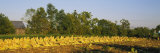Tractor in a Tobacco Field, Winchester, Kentucky, USA Photographic Print by Panoramic Images 