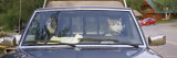 Two Dogs in a Pick-Up Truck, Main Street, Talkeetna, Alaska, USA Photographic Print by Panoramic Images 