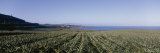Pineapple Field on a Landscape, Kapalua, Maui, Hawaii, USA Photographic Print by Panoramic Images 