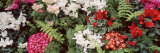 Flowers, Australia Photographic Print by Panoramic Images 