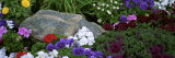 Flowers in a Garden, Alaska Lámina fotográfica por Panoramic Images Flowers in a Garden, Alaska Lámina fotográfica por Panoramic Images