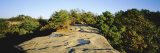 Trees Surrounding the Natural Bridge, Daniel Boone National Forest, Kentucky, USA Photographic Print by Panoramic Images 