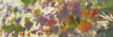 Leaves, Louisiana, USA Photographic Print by Panoramic Images 