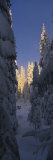 Pine Trees Covered with Snow on a Polar Landscape, Alvdalen, Dalarna, Sweden Photographic Print by Panoramic Images 