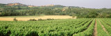 Plants at a Vineyard, Roussillon, France Photographic Print by Panoramic Images 