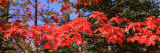 Red Leaves on a Tree, Keweenaw Peninsula, Copper Harbor, Michigan, USA Photographic Print by Panoramic Images Red Leaves on a Tree, Keweenaw Peninsula, Copper Harbor, Michigan, USA Photographic Print by Panoramic Images
