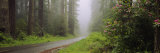 Empty Road Passing through a Forest, Redwood National Park, California, USA Lámina fotográfica por Panoramic Images Empty Road Passing through a Forest, Redwood National Park, California, USA Lámina fotográfica por Panoramic Images