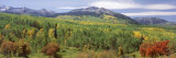 Forest, Gunnison National Forest, West Elk Mountains, Colorado, USA Lámina fotográfica por Panoramic Images Forest, Gunnison National Forest, West Elk Mountains, Colorado, USA Lámina fotográfica por Panoramic Images