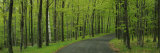 Empty Road Passing through a Forest, Peninsula State Park, Door County, Wisconsin, USA Photographic Print by Panoramic Images 