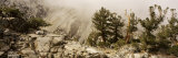 Forest Fire Photographic Print by Panoramic Images Forest Fire Photographic Print by Panoramic Images