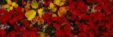 Leaves, Denali National Park, Alaska, USA Photographic Print by Panoramic Images 