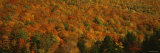 Trees in a Valley, Hope Valley, Adirondack, New York, USA Photographic Print by Panoramic Images Trees in a Valley, Hope Valley, Adirondack, New York, USA Photographic Print by Panoramic Images
