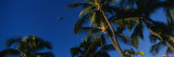 Palm Trees, Oahu, Hawaii, USA Photographic Print by Panoramic Images 