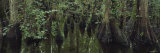 Trees in a Forest, Four Hole Swamp, Francis Beidler Forest, South Carolina, USA Photographic Print by Panoramic Images 