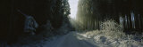 Empty Road Passing through a Forest, Hochwald, Rhineland-Palatinate, Germany Photographic Print by Panoramic Images Empty Road Passing through a Forest, Hochwald, Rhineland-Palatinate, Germany Photographic Print by Panoramic Images