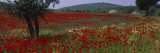 Red Poppies in a Field, Turkey Photographie par Panoramic Images 