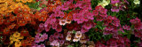 Flores Lámina fotográfica por Panoramic Images Flores Lámina fotográfica por Panoramic Images