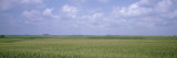 Cornfields, Iowa, USA Photographic Print by Panoramic Images 