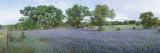 Field of Bluebonnet Flowers, Texas, USA Fotografie-Druck von Panoramic Images 
