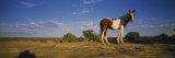Pony Standing in a Field, New Mexico, USA Photographic Print by Panoramic Images 