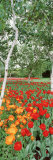 Spring Flowers, Lake Burley Griffin, Australia Photographie par Panoramic Images 