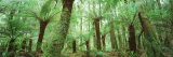 Trees in a Forest, Franklin Gordon Wild Rivers National Park, Tasmania, Australia Photographic Print by Panoramic Images 