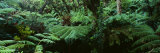 Trees in a Forest, Hawaii Volcanoes National Park, Hawaii, USA Lámina fotográfica por Panoramic Images