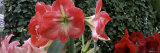 Amaryllis Flowers, Botanical Gardens of Buffalo and Erie County, Buffalo, New York, USA Lámina fotográfica por Panoramic Images Amaryllis Flowers, Botanical Gardens of Buffalo and Erie County, Buffalo, New York, USA Lámina fotográfica por Panoramic Images