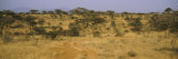 Trees on a Landscape, Samburu National Reserve, Kenya Photographic Print by Panoramic Images 