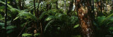 Trees in a Forest, Hawaii Volcanoes National Park, Hawaii, USA Lámina fotográfica por Panoramic Images Trees in a Forest, Hawaii Volcanoes National Park, Hawaii, USA Lámina fotográfica por Panoramic Images