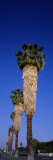 Palm Trees in a Row, Palm Springs, California, USA Photographic Print by Panoramic Images 