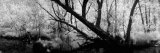 Stream of Water Flowing through a Forest, Wisconsin, USA Photographie par Panoramic Images 
