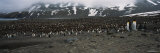 Antarctica, South Georgia, St. Andrews Bay, Group of King Penguins Photographic Print by Panoramic Images 