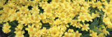 Petunias in a Garden, Botanical Garden of Buffalo and Erie County, Buffalo, New York, USA Photographic Print by Panoramic Images 