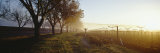 Trees in a Vineyard, Napa Valley, California, USA Photographic Print by Panoramic Images 