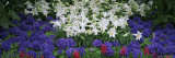 Lilies in a Garden, Botanical Gardens of Buffalo and Erie County, Buffalo, New York, USA Photographic Print by Panoramic Images 