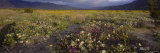 Wildflowers in a Landscape, Anza-Borrego Desert State Park, California, USA Lámina fotográfica por Panoramic Images