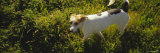 Dog Standing, Napa Valley, California, USA Photographic Print by Panoramic Images 
